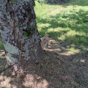 Chat d arbre.jpeg