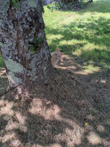 Fichier:Chat d arbre.jpg